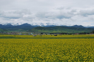 金黄油菜花海与远山美景
