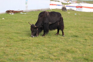 草原上的黑色牦牛