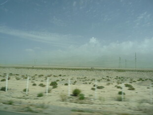 沙漠中的稀疏植被景观