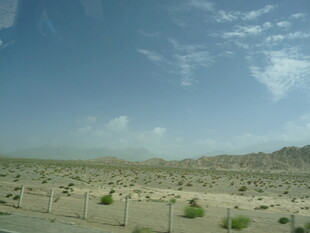 沙漠公路旁的稀疏绿植