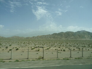 沙漠中的整齐树木景观