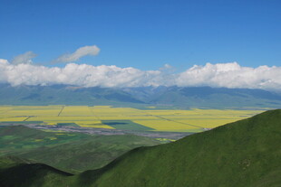 山间油菜花海美景