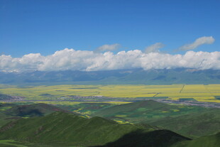 壮美山川间的金黄花海