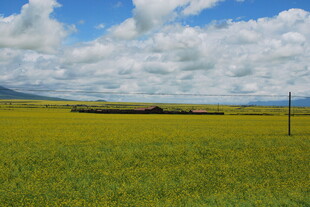 广袤绿野 蓝天白云下的田园