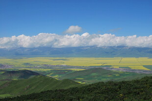 山间油菜花海壮丽景观