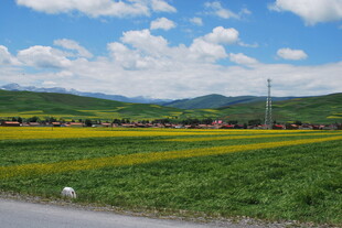 田园风光 黄绿相间田野美景