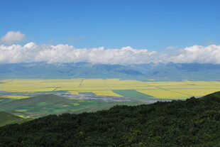 壮美油菜花海与远山蓝天