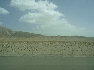 荒漠公路边的稀疏植被