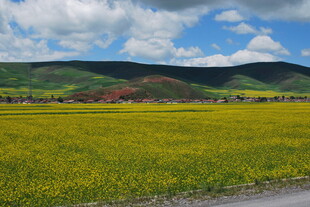 金黄油菜田与远山蓝天