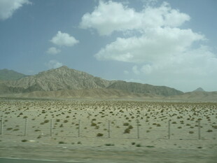 荒漠中的稀疏植被景观