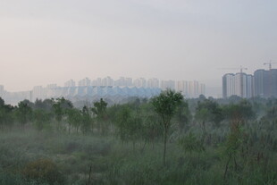 城郊晨景 绿植与远楼相映