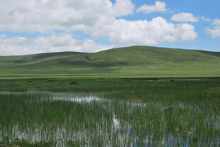 草原湿地风光