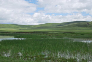 草原湿地风光