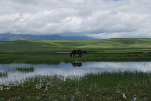 草原湖畔的孤马