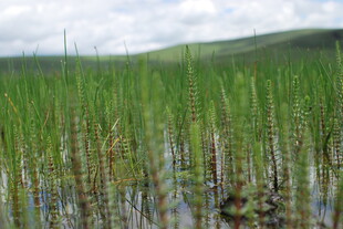 湿地中的繁茂水生植物