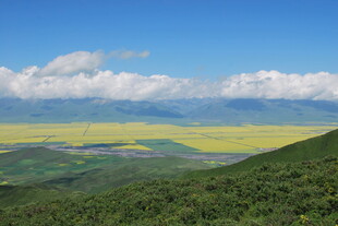 青海油菜花海壮丽景观