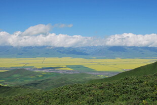 油菜花海与远山蓝天美景