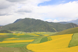 山间油菜花海田园美景