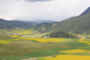 山间油菜花海田园美景
