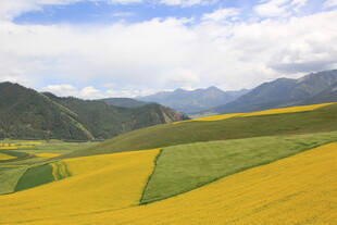 金黄田野与远山的美丽风光