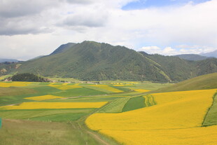 山间油菜花海田园美景