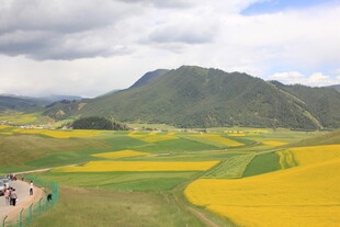 山间油菜花海美丽风光