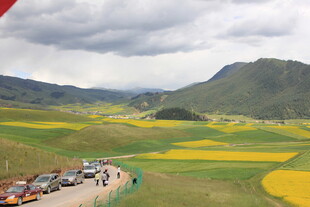 山间油菜花海游客赏景
