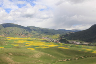 山间金黄花海田园美景