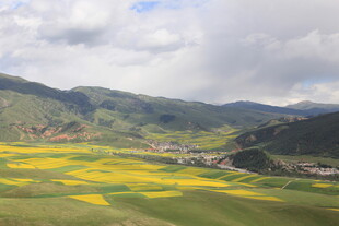 山间油菜花海田园美景