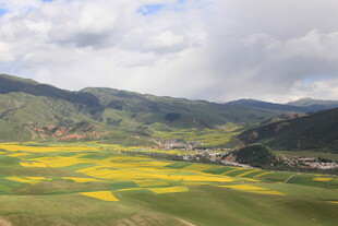 山间油菜花海田园美景