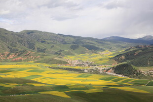 山间金黄花海田园美景