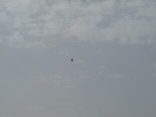 天空中飞翔的一只飞鸟