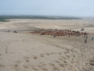 沙漠驼队行进壮观景象