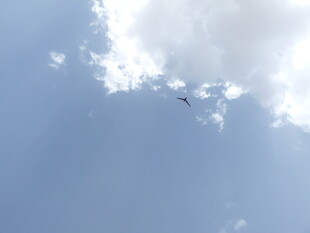 蓝天下翱翔的飞机