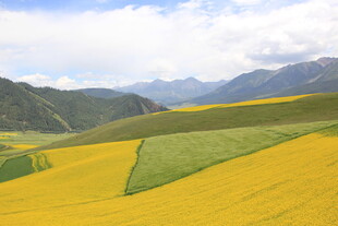金黄油菜田与远山美景