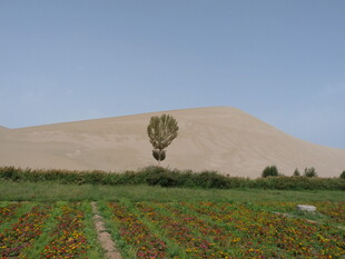 田野中的孤树与多彩花田