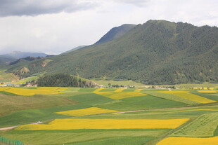 山间油菜花海田园风光