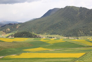 山间绚烂油菜花田美景