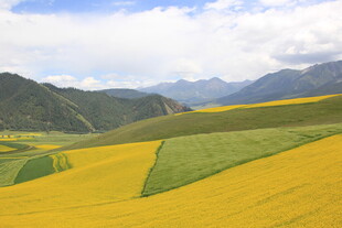 金黄油菜田与远山美景