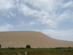 沙漠风光 远处沙丘与绿植
