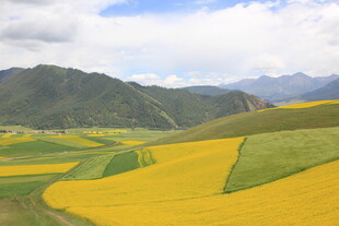 金黄油菜田与远山美景