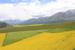 金黄花海伴远山美景