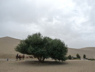 沙漠中的绿树与驼队