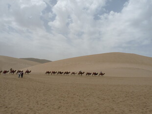 沙漠驼队穿行于沙丘之间