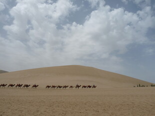 沙漠驼队穿行于蓝天白云下