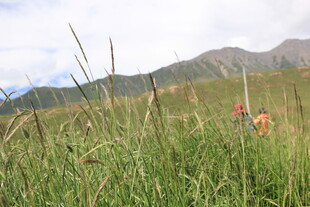 草原上的徒步者