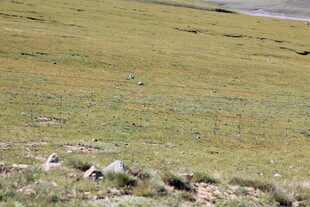 草原风光 零星石块点缀