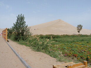 沙漠旁的绿植景观