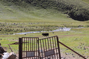 草原围栏边的悠然牧场景象