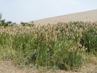 野外茂盛的芦苇丛